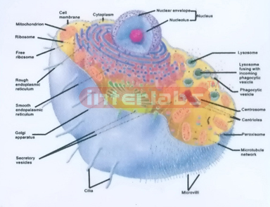 HANGING HUMAN CELL STRUCTURE MODEL